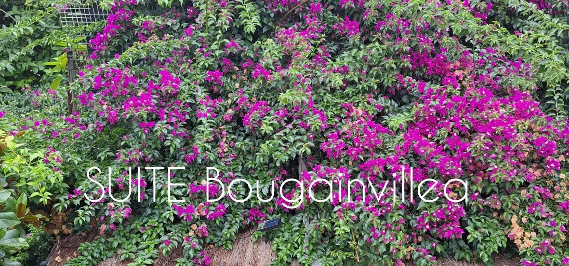 아파트 Suite Bougainvillea Llica d'Amunt